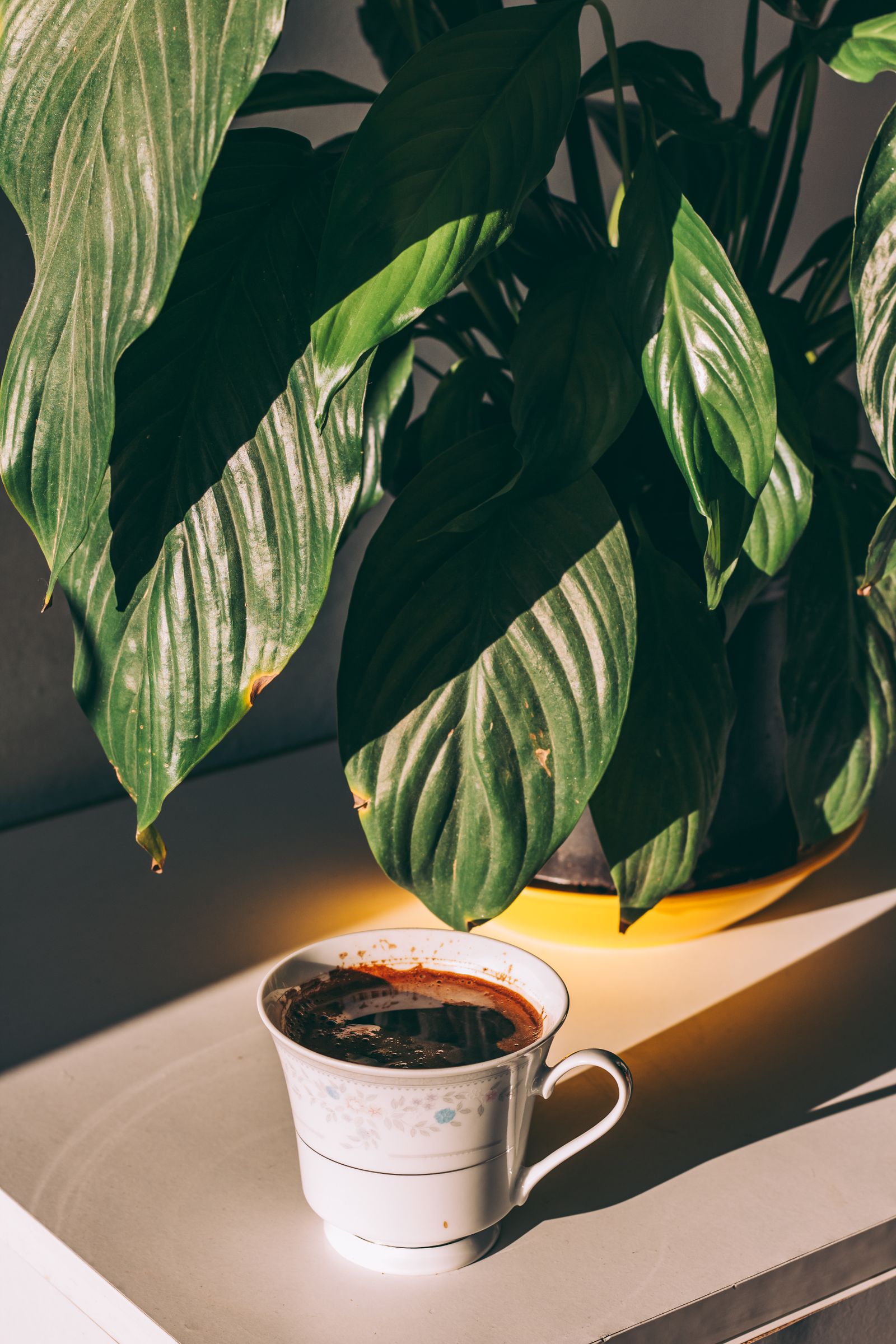 A coffee cup on a sunlit windowsill beside a leafy houseplant